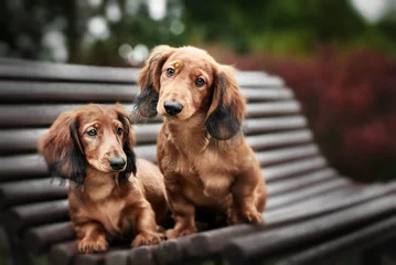 Fotobehang two adorable dachshund puppies posing together on a bench © otsphoto