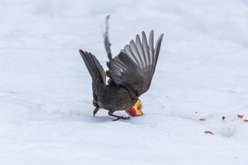 amsel