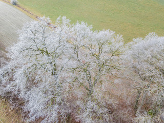 Aerial view of trees covered with hoarfrost on cold winter day. Beautiful patterns of branches.