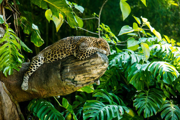 Naklejka na ściany i meble Leopard on a branch of a large tree in the wild habitat during the day about sunlight