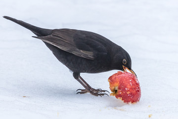 amsel mit apfel