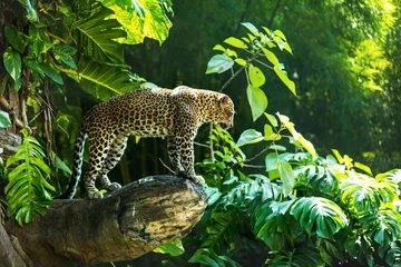 Selbstklebende Fototapete Leopard Leopard auf einem Ast eines großen Baumes im wilden Lebensraum tagsüber über Sonnenlicht