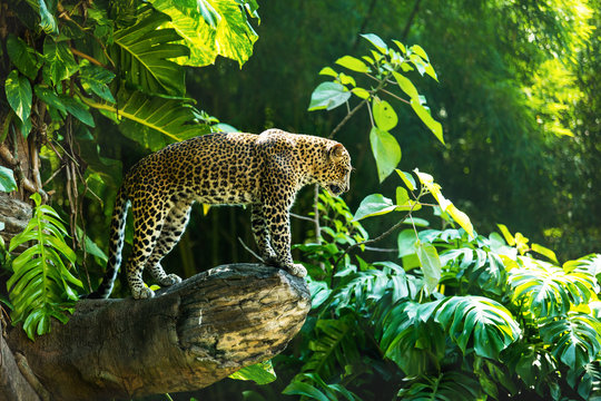 Fototapeta Leopard on a branch of a large tree in the wild habitat during the day about sunlight