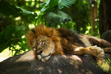 Lion african male with a beautiful mane in the wild nature during the day in sunlight