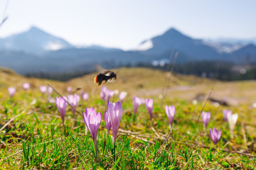 closeup of  bumble bee at wild crocos in purple and white on famous Mountain Heuberg with snow covered Alps in the background, red-tailed bumblebee, Bombus lapidarius
