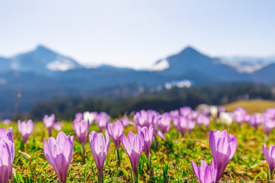 close up on wild crocos in purple and white on famous Mountain Heuberg with snow covered Alps in the background