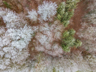 Aerial view of trees covered with hoarfrost on cold winter day. Beautiful patterns of branches.