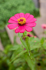 Beautiful Zinnia Elegans pink flower in a garden