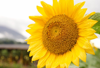 Fototapeta premium Beautiful sun flower in field on a sunny day