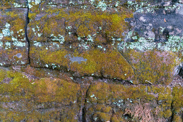 苔むした遺跡の壁
