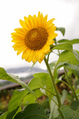 Obraz premium Beautiful sun flower in field on a sunny day