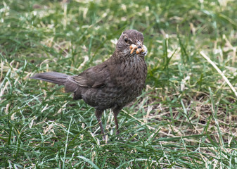 Pani Kos z kolacją. 