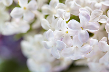 nice lilac closeup