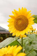 Beautiful sun flower in field on a sunny day