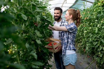 Friendly team harvesting fresh vegetables from the greenhouse garden