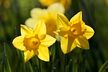 Obraz premium Beautiful yellow daffodils blooming in bright sunny daylight in spring