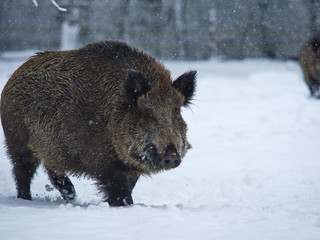 Wildschwein im Schneegestöber