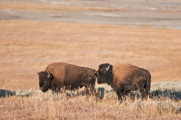 American bison, bison, bison bison, american buffalo, buffalo © prochym