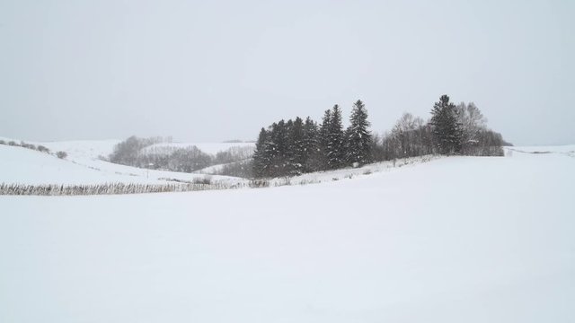 Trees under heavy snowfall in Biei, Hokkaido, Japan