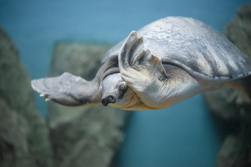 Pig-nosed turtle (Carettochelys insculpta), the Fly River turtle.