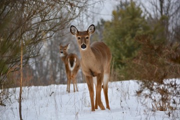 Naklejka premium deer in winter