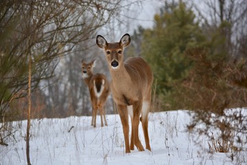 deer in winter