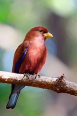 Beautiful Bird Broad-billed Roller, Eurystomus glaucurus, Ankarafantsika National Park, Madagascar wildlife and wilderness