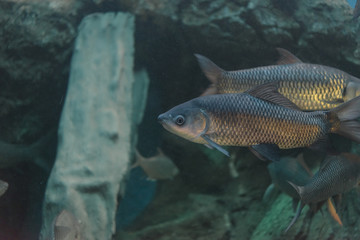 Naklejka premium Fish : Mahseer barb (Neolissochilus stracheyi)