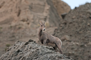 bighorn sheep, ovis canadensis