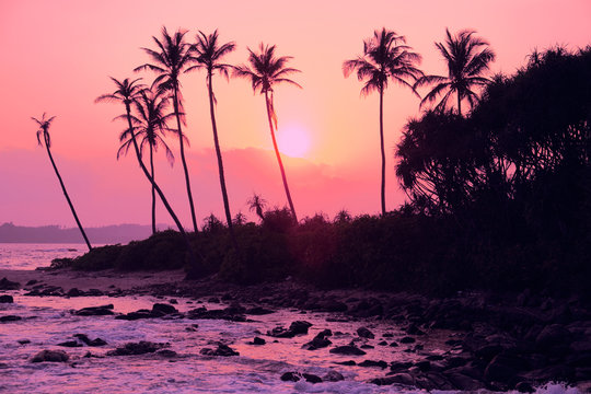 Tropical Pink Sunset Palm Silhouette Landscape. Sri Lanka Beach