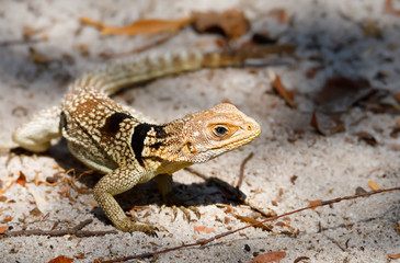 Oplurus cuvieri, known as the collared iguanid lizard, or Madagascan collared iguana. Ankarafantsika National Park, Madagascar wildlife and wilderness