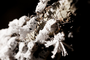 Beautiful small white Flatid Planthopper Nymphs, Phromnia Rosea, species from family Flatidae in the rainforest on Ankarafantsika National Park, Madagascar wildlife, Africa