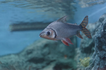 Flagtail Characin (Semaprochilodus taeniurus)