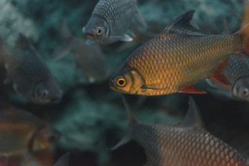 Naklejka premium Flagtail Characin (Semaprochilodus taeniurus)