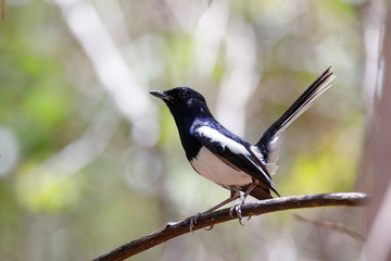 bird Madagascar Magpie Robin, Copsychus albospecularis, perched on a twig against a green natural background. Ankarafantsika National Park, Madagascar wildlife
