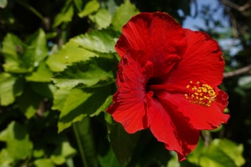Hibiskus © Jörg Riehle
