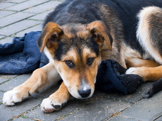 Stray dog ​​sleeps outside in winter