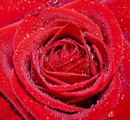 Red Rose. Drops