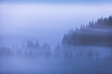 Fototapeta premium moody forest