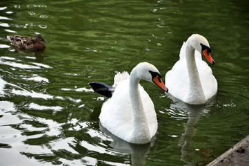 Two white swans in the green pond © Olena