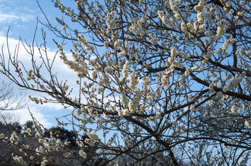 梅の花と青空