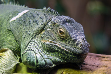 Obraz premium green chameleon lies on a branch in the zoo