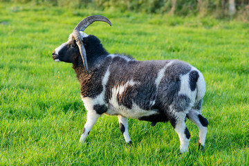 Jakobschaf auf Wiese