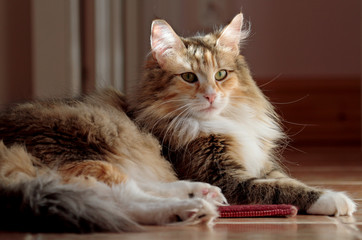Beautiful norwegian forest cat female sunbathing on a floor