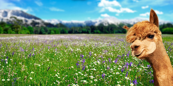 Sommer Landschaft mit Alpaka auf einer Blumenwiese und Berge im Hintergrund