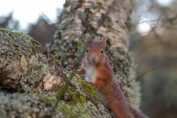 red squirrel, Sciurus vulgaris, close up while moving and eating nuts on a birch branch with lichen in Scotland during winter.