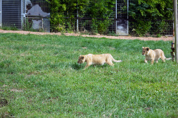 Yong lions play on the green grass in the zoo