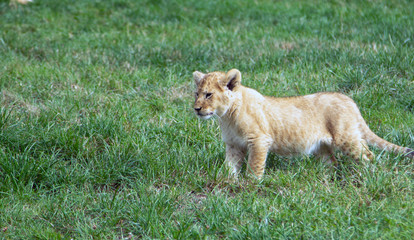 Yong lions play on the green grass in the zoo
