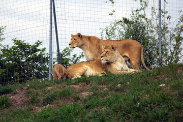 The lion lies on a green grass in a zoo. nature