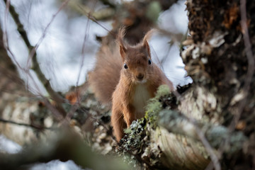 red squirrel, Sciurus vulgaris, close up while moving and eating nuts on a birch branch with lichen in Scotland during winter.